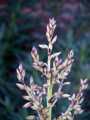 [Buds have clearly separated from the bud stems forecasting just how many flowers will later appear.]